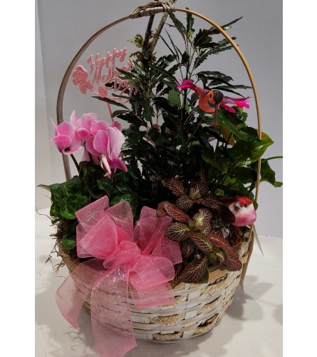 Cyclamen Bird Garden Basket