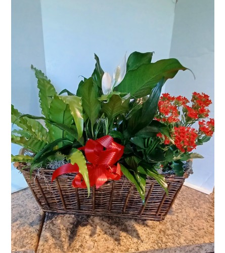 Basket of Green Plants