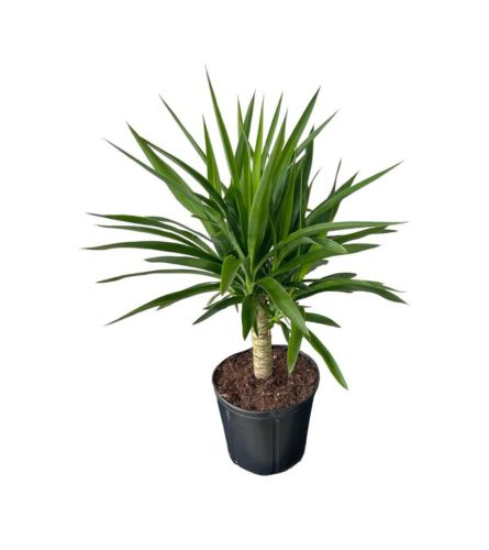 Yucca Plant