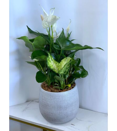 White Peace Planter Garden. An arrangement by Lori's Hearts and Flowers.