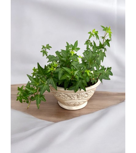 Ivy Plant In Ceramic Dish