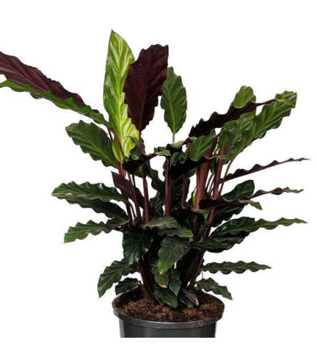 Wavestar Calathea Plant