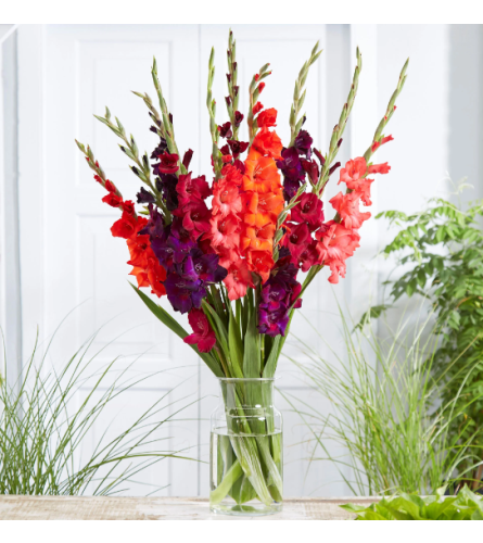 Deluxe Mix Gladiolus