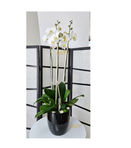 White Phalaenopsis Orchid