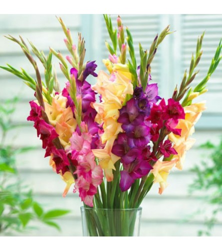 Mixed Gladiola vase - Deluxe. An arrangement by Jennings Florists.