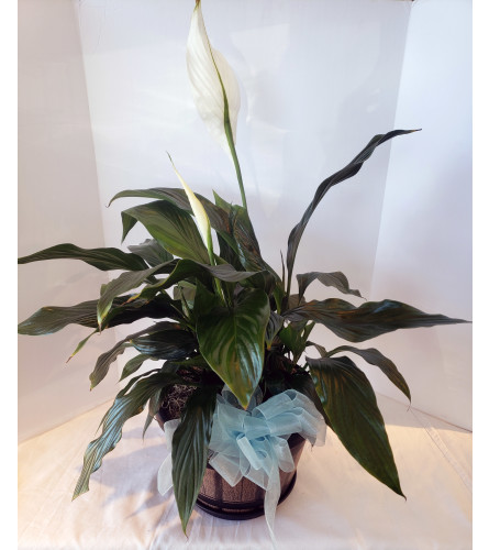 8"-12" Gingham Peace Lily Plant