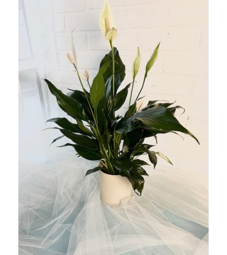 Peace Lily W/ Neutral Tone Pot. An arrangement by Brooklin Floral and Garden Shoppe Inc..