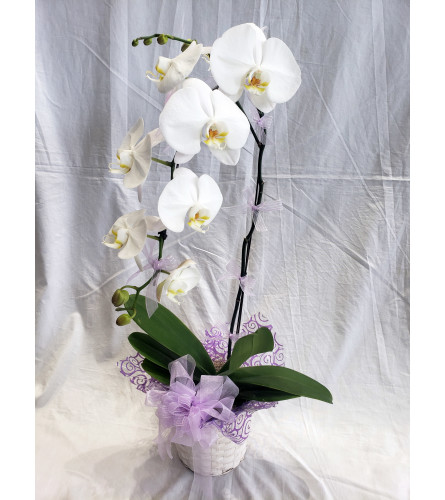 Lace Me Up Orchid - White