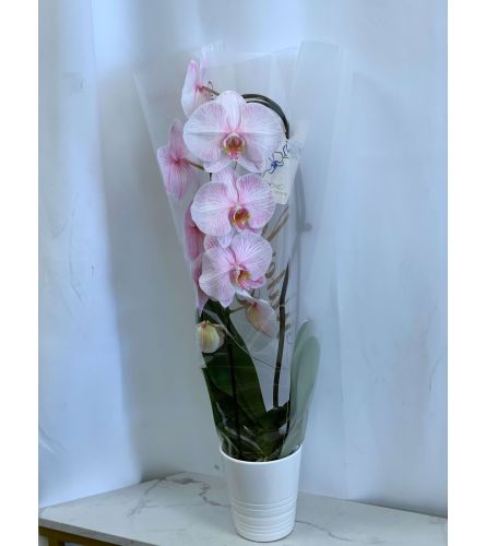 Pink Tinted Waterfall Orchid. An arrangement by Lori's Hearts and Flowers.