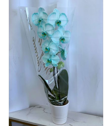 Turquoise Tinted Waterfall Orchid. An arrangement by Lori's Hearts and Flowers.
