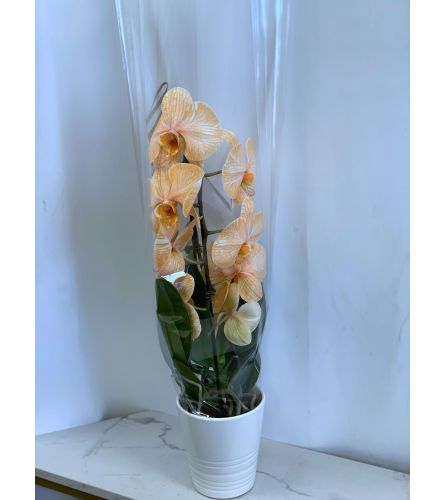 Orange Tinted Waterfall Orchid. An arrangement by Lori's Hearts and Flowers.