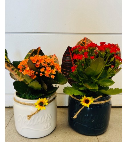 Mason Jar Planter. An arrangement by Marianna's Flower Island.