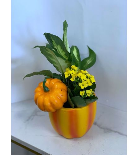 Orange and Yellow Pumpkin Vibe Planter - 4. An arrangement by Anderson Flowers.
