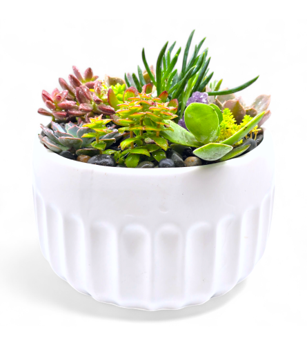 Elegant Succulent Oasis. An arrangement by Appleblossoms.