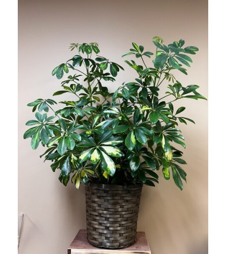 Arboricola. An arrangement by The Farm and Floral Market.