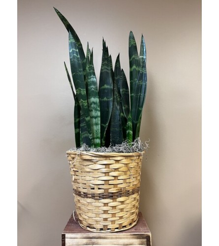 Sansevieria Plant