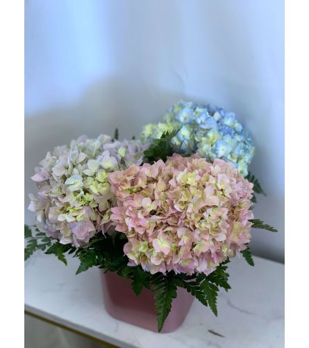 Cotton Candy Dreams - Hydrangea Vase. An arrangement by Roma James Gifts.