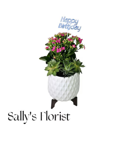 Sally Birthday Bloom and Succulent Garden - Deluxe. An arrangement by Triple A Florist.