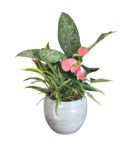 Large Blue Dieffenbachia. An arrangement by The Garden Gate Gifts and Florals.