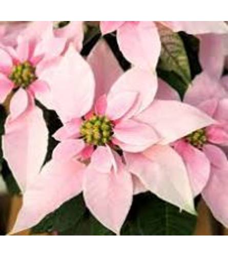 Pretty In Pink Poinsettia. An arrangement by Vaillant Florist.