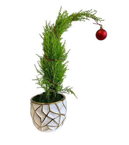 Mini Grinch Tree. An arrangement by Marianna's Flower Island.
