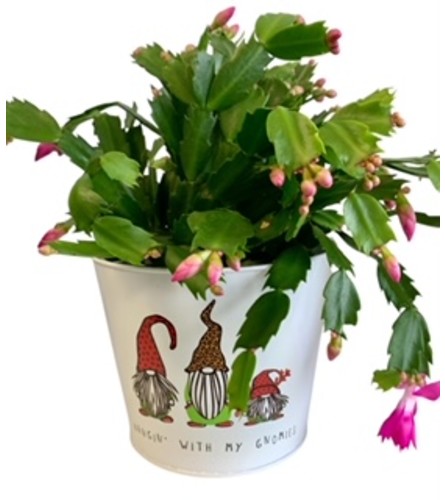 Hanging With My Gnomies - Christmas Cactus. An arrangement by Marianna's Flower Island.