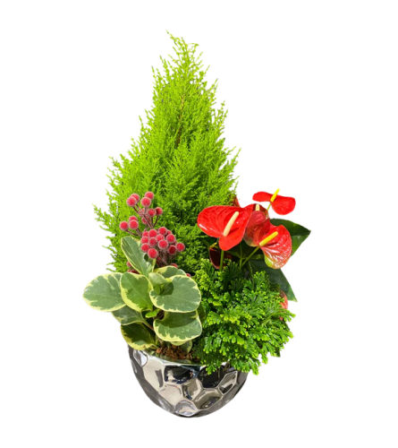 Silver Frost Winter Planter. An arrangement by The Garden Gate Gifts and Florals.