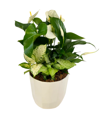 Tranquility Planter. An arrangement by The Garden Gate Gifts and Florals.