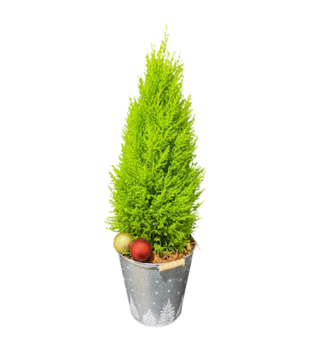 Holiday Cypress Glow Planter. An arrangement by The Garden Gate Gifts and Florals.