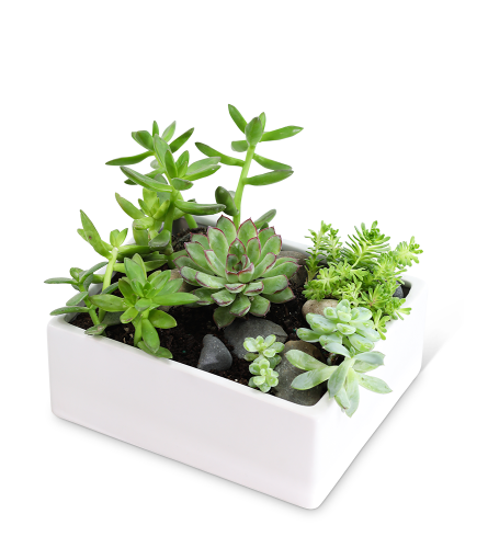 Succulent Garden