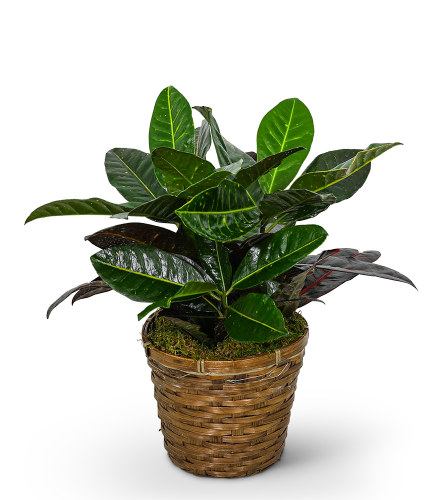 Croton Plant in Basket. An arrangement by The Flower Shop of Lake Charles.
