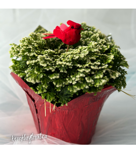 6” Frosty Fern. An arrangement by Brooklin Floral and Garden Shoppe Inc..