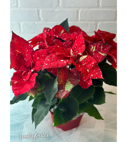 6” Candy Cane Poinsettia Plant. An arrangement by Brooklin Floral and Garden Shoppe Inc..