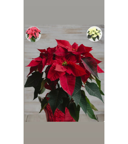 Poinsettia plant. An arrangement by Grower's Flower Market and Gifts.