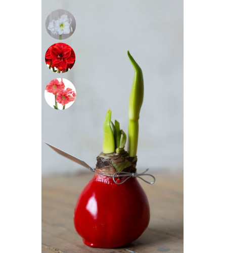 Waxed amaryllis red bulbs. An arrangement by Grower's Flower Market and Gifts.