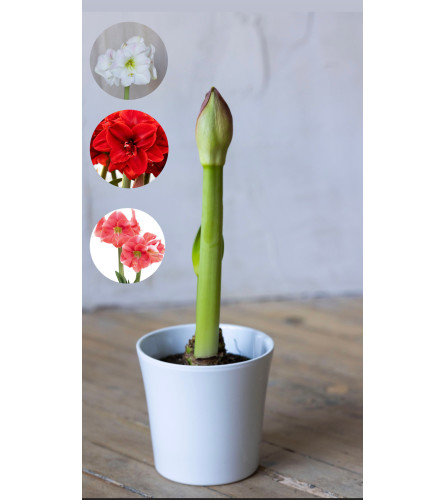 Amaryllis plant. An arrangement by Grower's Flower Market and Gifts.