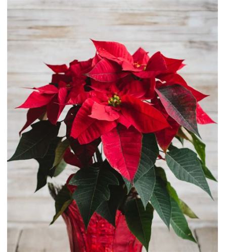 Red Poinsettia Plant. An arrangement by Tangled Lilac Flowers and Gifts.