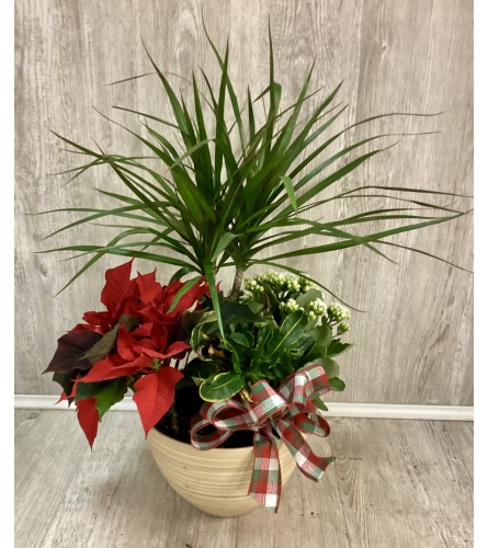 Warm Holiday Mixed Planter. An arrangement by Roma Flowers and Gifts.