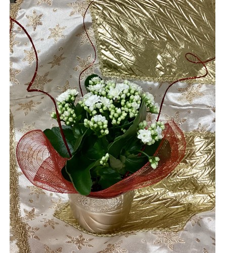 Christmas Kalanchoe Plant. An arrangement by Roma Flowers and Gifts.