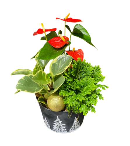 Luscious Seasonal Planter - Standard. An arrangement by Avenue Florist.