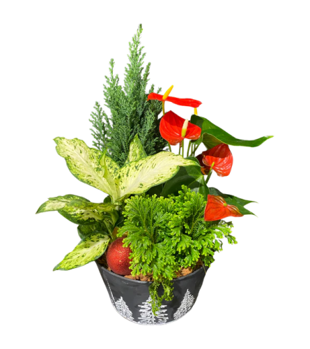 Luscious Seasonal Planter - Deluxe. An arrangement by Avenue Florist.