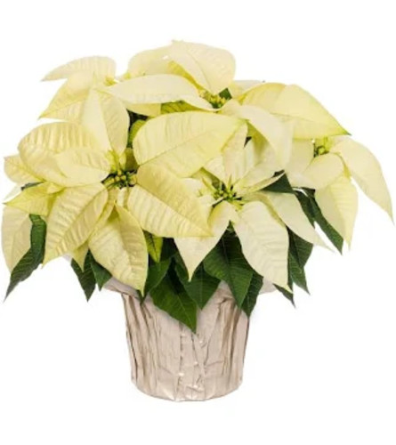 White Christmas Poinsettia Plant. An arrangement by North Liberty Flower Shop.