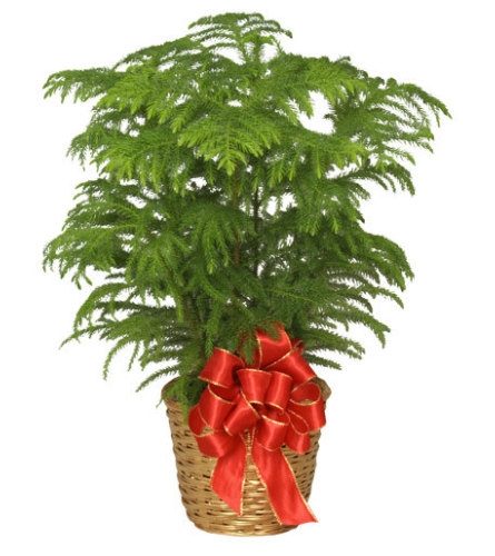 Norfolk Island Pine - Holiday Plant Basket. An arrangement by North Liberty Flower Shop.