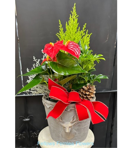 Christmas Deer Planter. An arrangement by Fellows Fernlea Flowers.