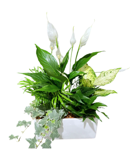 Rectangle Peace Lily Planter. An arrangement by Flowers Plus.