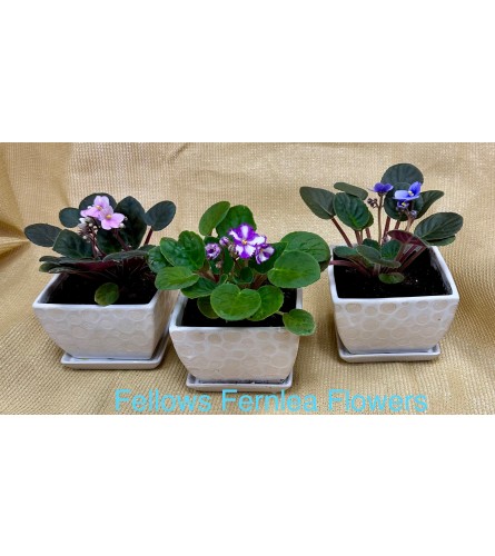 Fellows Violet Trio Delight. An arrangement by Fellows Fernlea Flowers.