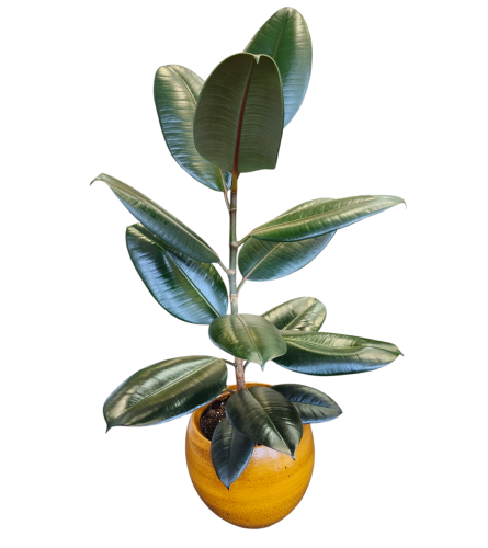 Rubber Plant Extreme. An arrangement by Flowers Plus.