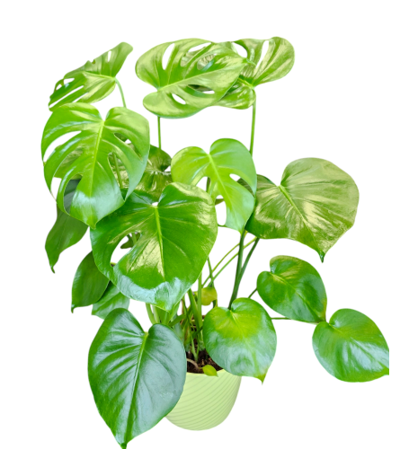 Monstera Plant. An arrangement by Flowers Plus.