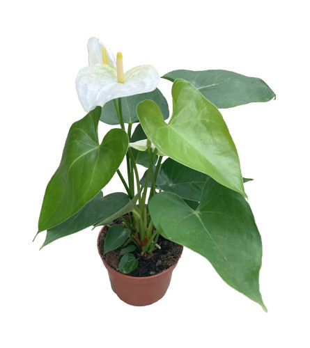 White Anthurium Plant. An arrangement by Vaillant Florist.