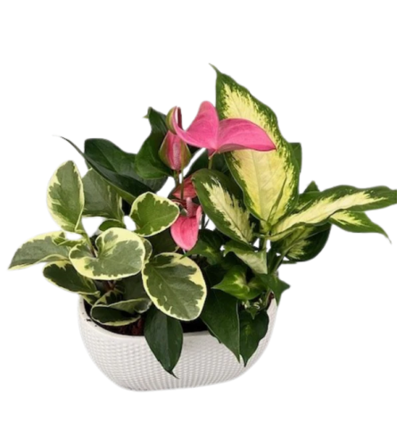 Dotted Oval Tropical Planter. An arrangement by Loyalist Flowers.